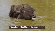 Water Buffalo Reaction GIF - Water Buffalo Reaction GIFs