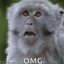 Baboon Monkey GIF - Baboon Monkey Shocked GIFs