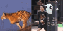 tiger hoshi