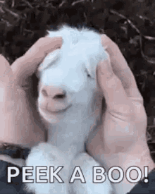 Baby Goat Surprise GIF - Baby Goat Surprise Cute GIFs