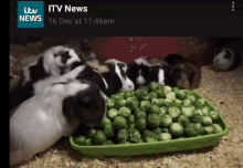 Guinea Pig Brussels Sprout GIF - Guinea Pig Brussels Sprout Eating GIFs