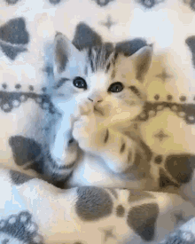Cat Cute GIF - Cat Cute Kittens GIFs