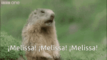 Melissa Intenser GIF - Melissa Intenser GIFs