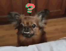 %E1%83%94%E1%83%9B%E1%83%98-wtf-dog.gif