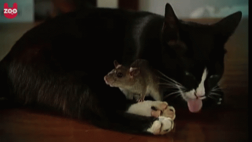 Friends Gif Cat Mouse Cats Discover Share Gifs