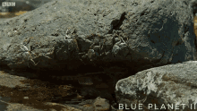 Surprise GIF - Blue Planet Ii Surprise Attack GIFs