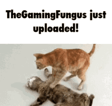 The Gaming Fungus Death GIF - The Gaming Fungus Death Cats GIFs