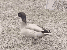 Duck Wiggle GIF - Duck Wiggle Poop GIFs