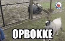 Opbokke Goat GIF - Opbokke Goat Fryslan GIFs