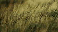 Grass GIF - Grass GIFs