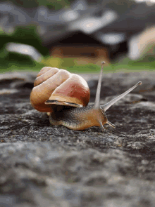 Searching Snail GIF - Searching Snail GIFs
