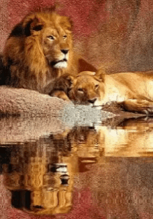 Lioness Love GIF - Lioness Love King GIFs