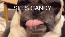 Candy Sees GIF - Candy Sees Pug GIFs