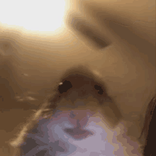 hamster meme staring hd watching hamster meme staring hd watching