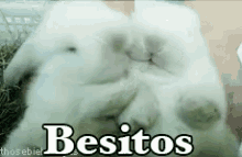 Besitos GIF - Besos Bunny Cute GIFs