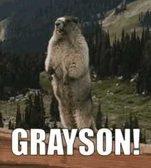 Grayson Marmot GIF - Grayson Marmot Screaming GIFs
