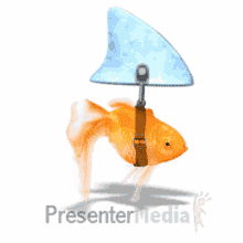 Sharygoldfish Goldsfish GIF - Sharygoldfish Goldsfish Fun GIFs