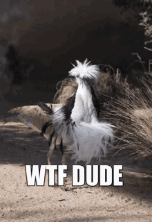 Wtf Dude Pouletech GIF - Wtf Dude Pouletech What The GIFs