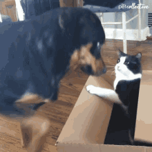Dog Box GIF - Dog Box Cat GIFs
