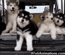 Funny Animals Cute Dogs GIF - Funny Animals Cute Dogs Husky GIFs