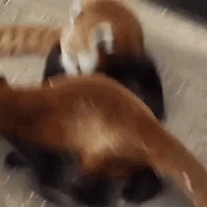 Red Panda Attack Gif Red Panda Attack Pounce Discover Share Gifs