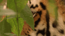 Glaring Tiger Global Tiger Day See Why These Cats Earned Their Stripes GIF - Glaring Tiger Global Tiger Day See Why These Cats Earned Their Stripes Nat Geo Wild GIFs