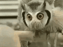 Owl Stare Down GIF - Owl Stare Down Intimidate GIFs