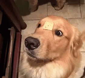 金毛犬狗可爱搞笑gif Golden Retriever Dog Cute Discover Share Gifs