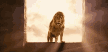 Wild Animals Lion GIF - Wild Animals Lion Majestic GIFs