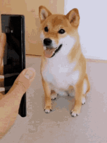 Dog Turns Into Fish Funniest Thing Ever GIF - Dog Turns Into Fish Funniest Thing Ever GIFs