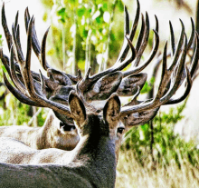 Deer Big Horns GIF - Deer Big Horns GIFs