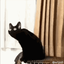 So Curious Curious Cat GIF - So Curious Curious Cat Curious Chat GIFs
