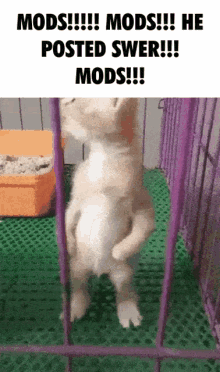 mods mod miguel gato cat mods mod miguel gato cat