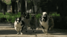 Lets Go Mom Laugh Hard GIF - Lets Go Mom Laugh Hard Dogs GIFs