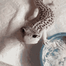 Lizard Gecko GIF - Lizard Gecko Big GIFs