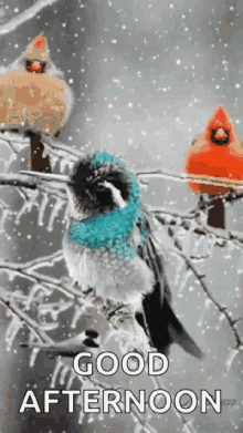 Good Afternoon Birds GIF - Good Afternoon Birds Snow GIFs