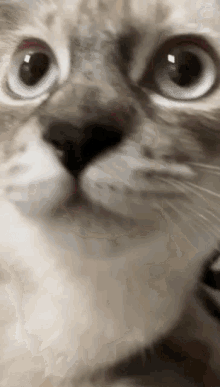 Toby Toby Cat GIF - Toby Toby Cat Toby Meow GIFs