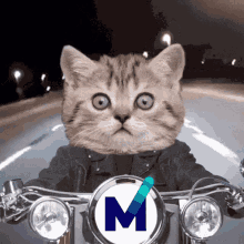 Cat Mxc GIF - Cat Mxc Iot GIFs