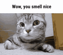 smell you