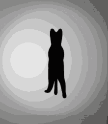 Cat Speen Cat Spin GIF - Cat Speen Cat Cat Spin GIFs