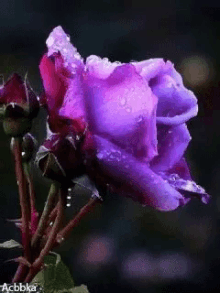 Purple Rose GIF - Purple Rose GIFs