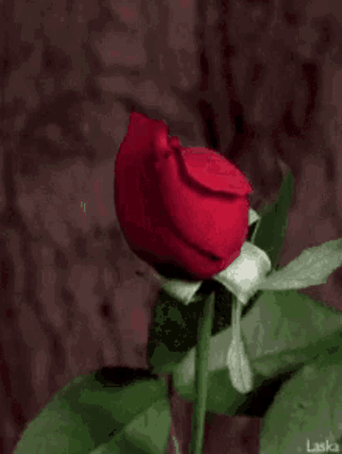 Srajbind Rose GIF - Srajbind Rose Red Rose GIFs