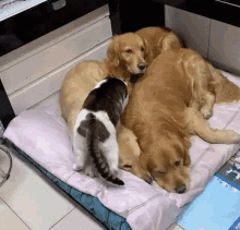 Cat Cat Sleeps In Dogs GIF - Cat Cat Sleeps In Dogs Best Bed In The World GIFs