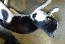 Cat Idle GIF - Cat Idle Look Up GIFs