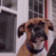 Perro Dog GIF - Perro Dog Crazy GIFs