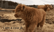 Cow Jk GIF - Cow Jk GIFs