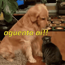 Aguentaai Cachorro Gato GIF - Hang In There Dog Cat GIFs