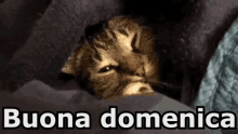 Domenica Buona Domenica Gatto Gatti Dormire Assonnato GIF - Sunday Enjoy Your Sunday Cat GIFs