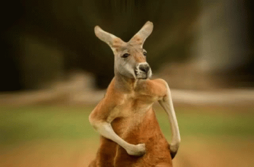Skippy Kangaroo GIF - Skippy Kangaroo Run GIFs