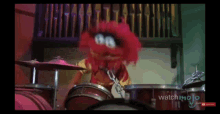 The Muppets Animal GIF - The Muppets Animal Drummer GIFs